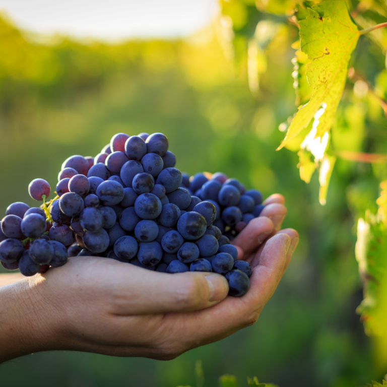 Pomerol - Château Chêne Liège
